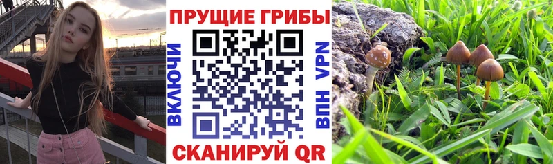 купить наркотики сайты  Торжок  Галлюциногенные грибы мухоморы 